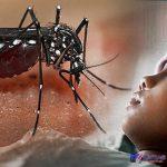 84-warga-lampung-timur-terjangkit-dbd