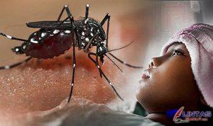 84-warga-lampung-timur-terjangkit-dbd